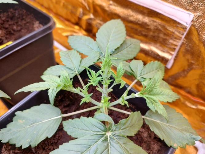 Frozen Black Cherry (Anesia Seeds). Week 3