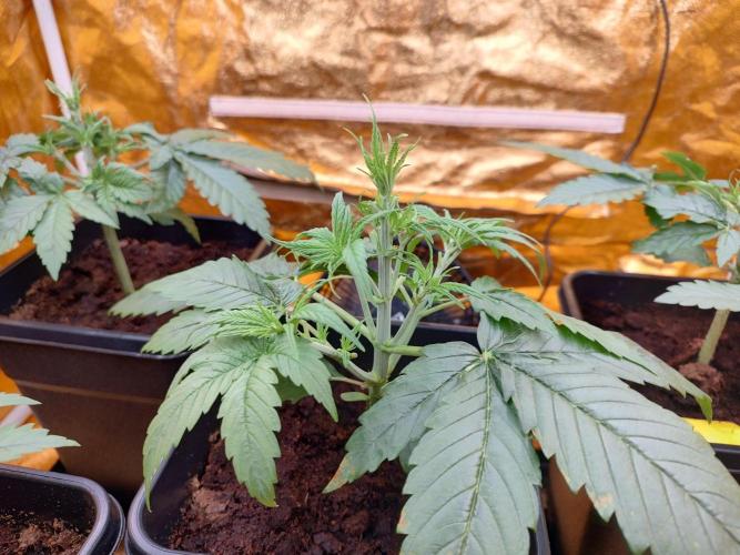 Frozen Black Cherry (Anesia Seeds). Week 3