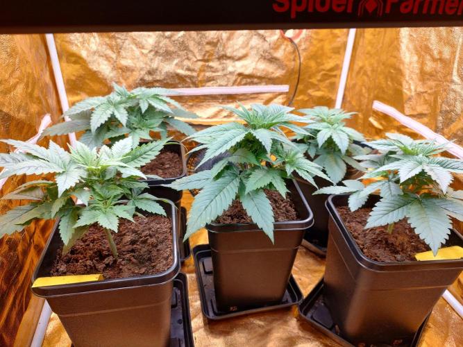 Frozen Black Cherry (Anesia Seeds). Week 3 - Before defoliation