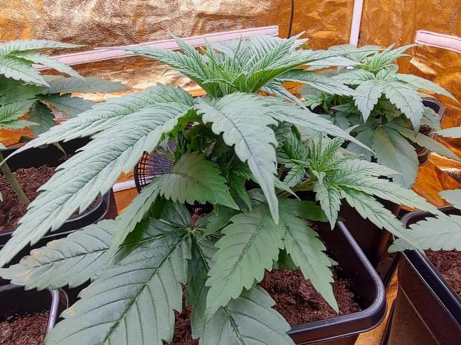 Frozen Black Cherry (Anesia Seeds). Week 3 - Before defoliation