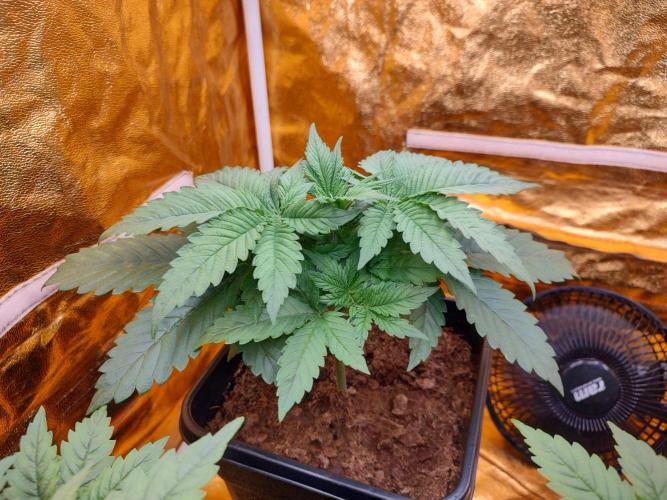 Frozen Black Cherry (Anesia Seeds). Week 3 - Before defoliation