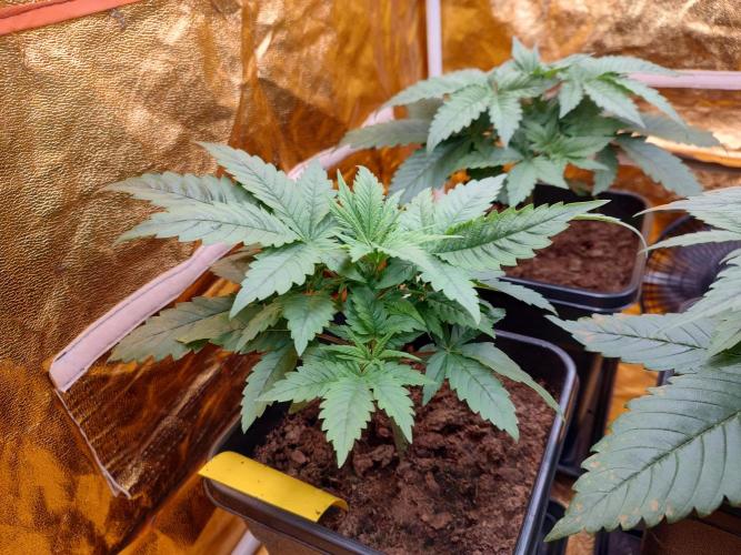 Frozen Black Cherry (Anesia Seeds). Week 3 - Before defoliation