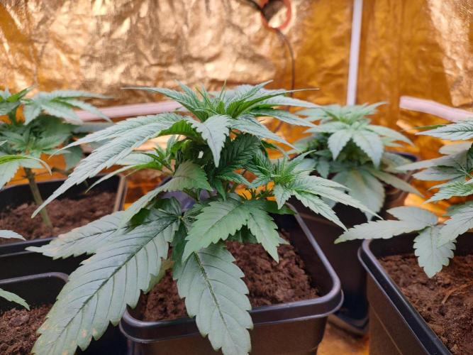 Frozen Black Cherry (Anesia Seeds). Week 3 - Before defoliation