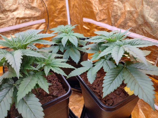 Frozen Black Cherry (Anesia Seeds). Week 3 - Before defoliation