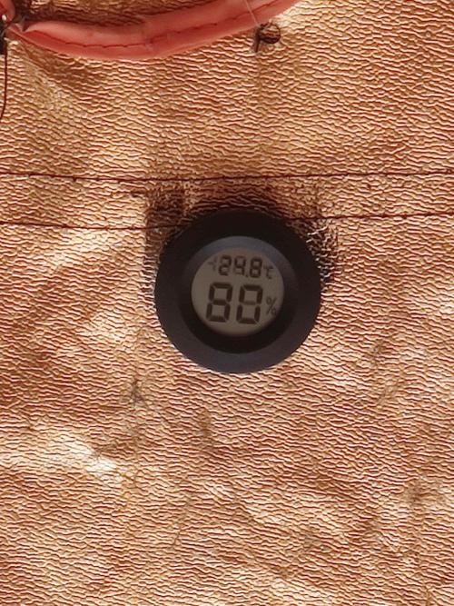 Frozen Black Cherry (Anesia Seeds). Week 3 - 24.8°C

80% RH