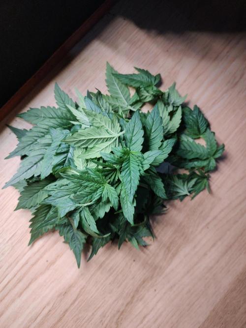 Frozen Black Cherry (Anesia Seeds). Week 3