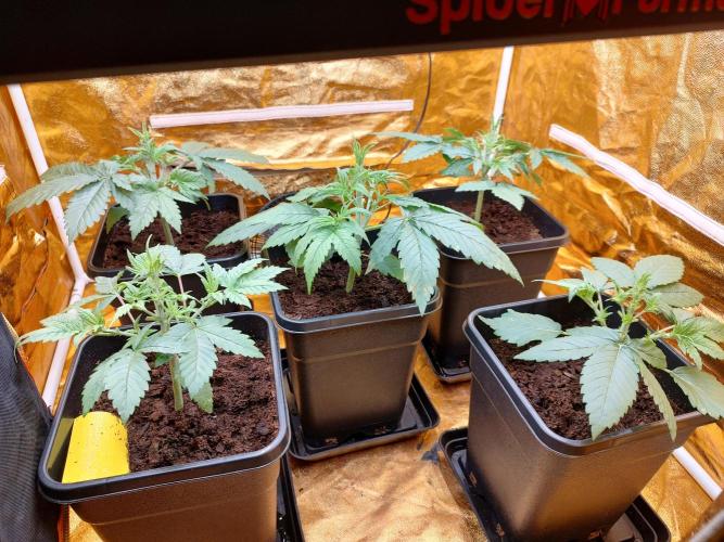 Frozen Black Cherry (Anesia Seeds). Week 3