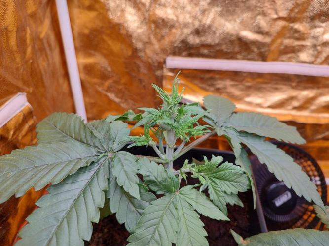 Frozen Black Cherry (Anesia Seeds). Week 3