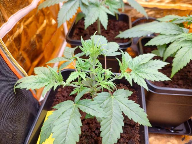 Frozen Black Cherry (Anesia Seeds). Week 3