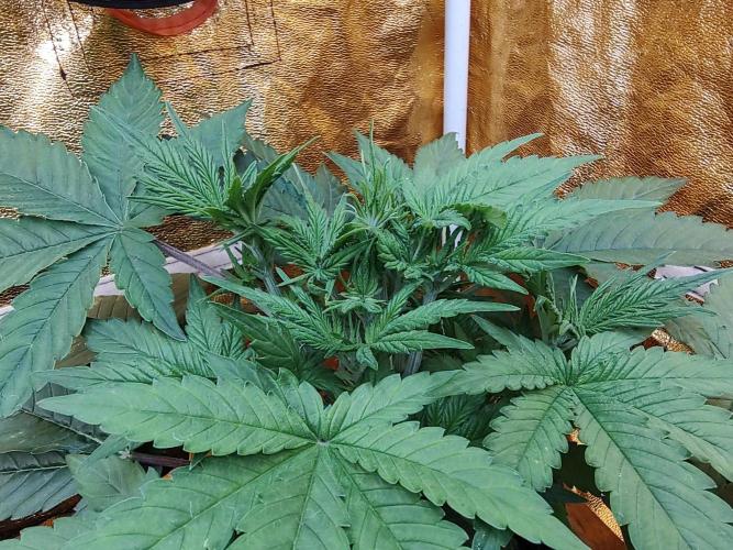 Frozen Black Cherry (Anesia Seeds). Week 4