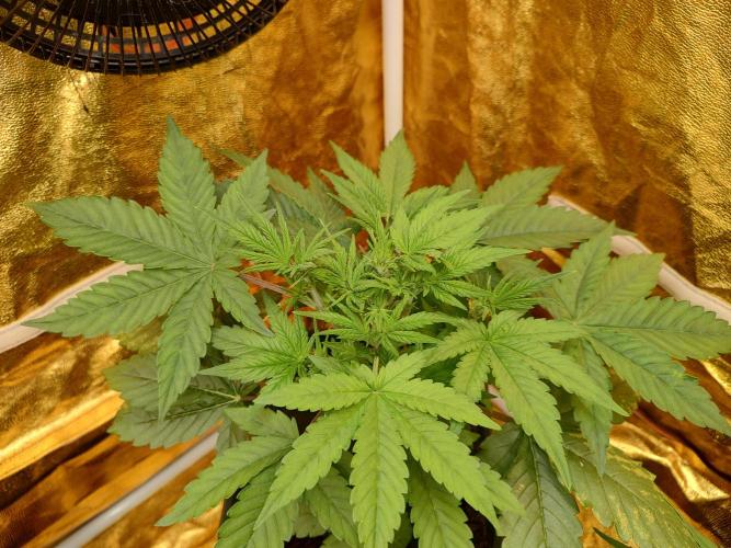 Frozen Black Cherry (Anesia Seeds). Week 4