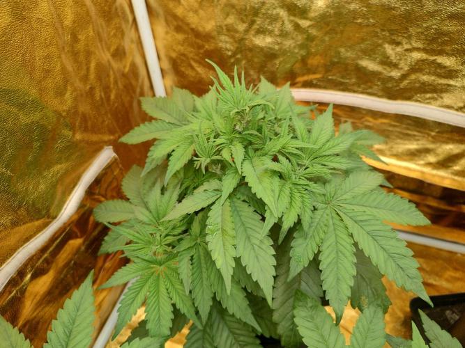 Frozen Black Cherry (Anesia Seeds). Week 4