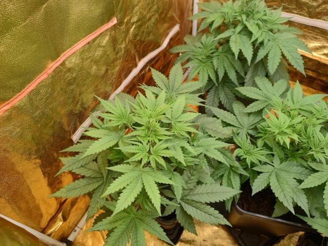 Frozen Black Cherry (Anesia Seeds). Week 4