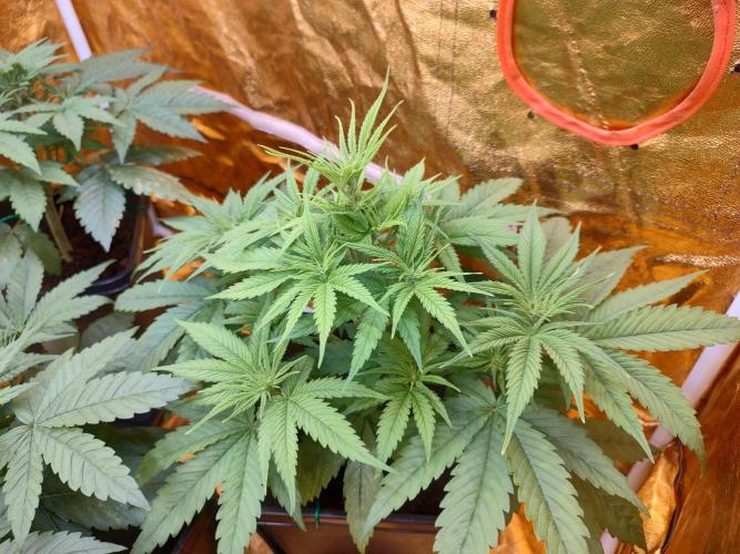 Frozen Black Cherry (Anesia Seeds). Week 4