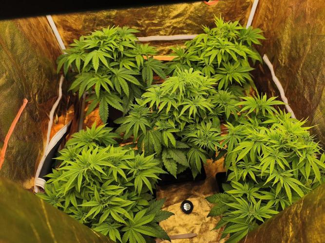 Frozen Black Cherry (Anesia Seeds). Week 5 - Day 35 