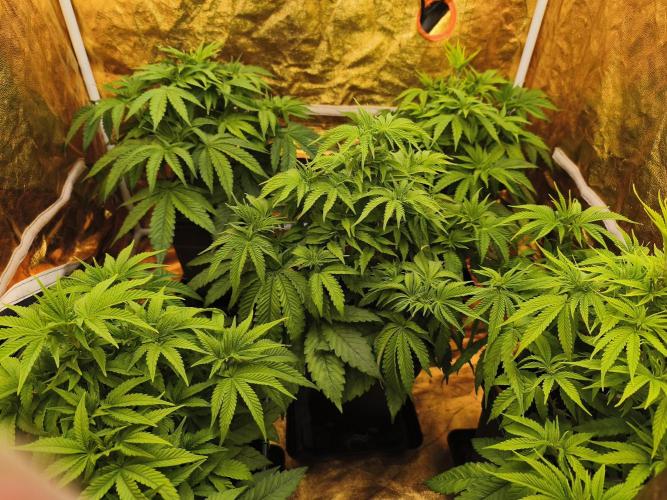 Frozen Black Cherry (Anesia Seeds). Week 5 - Day 35 
