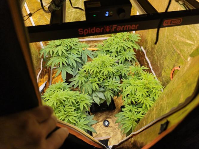 Frozen Black Cherry (Anesia Seeds). Week 5 - Day 35