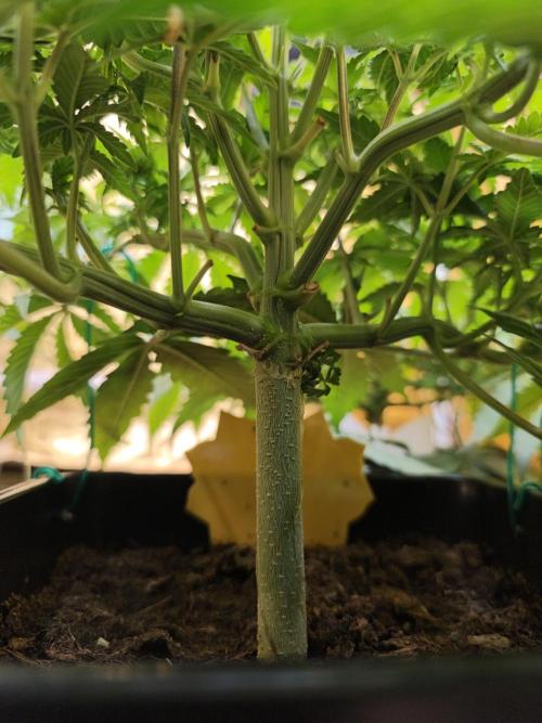 Frozen Black Cherry (Anesia Seeds). Week 5 - Day 35
