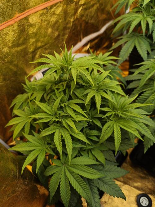 Frozen Black Cherry (Anesia Seeds). Week 5 - Day 35