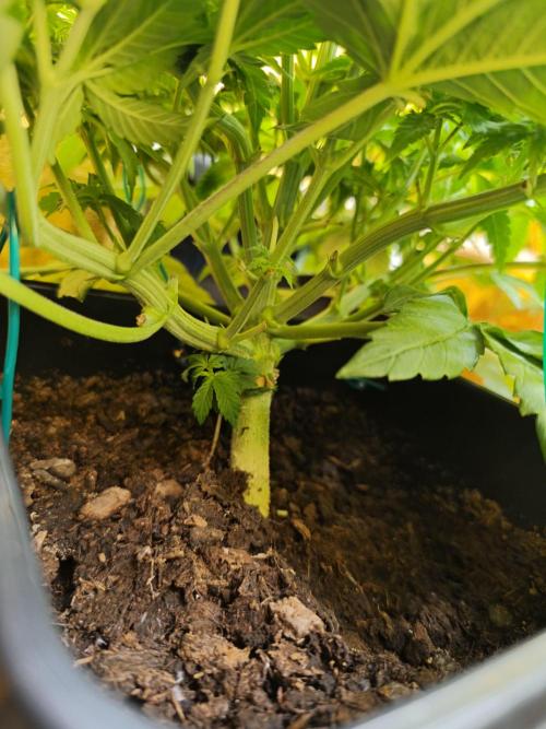 Frozen Black Cherry (Anesia Seeds). Week 5 - Day 35