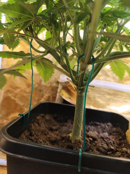 Frozen Black Cherry (Anesia Seeds). Week 5 - Day 35
