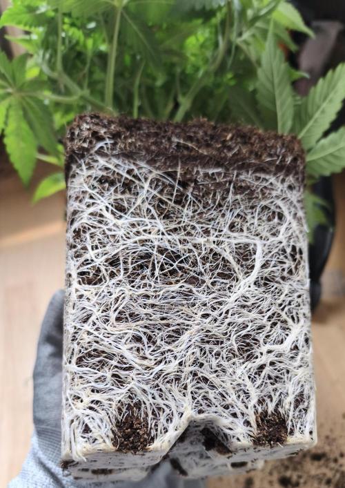 Frozen Black Cherry (Anesia Seeds). Week 5 - Day 37