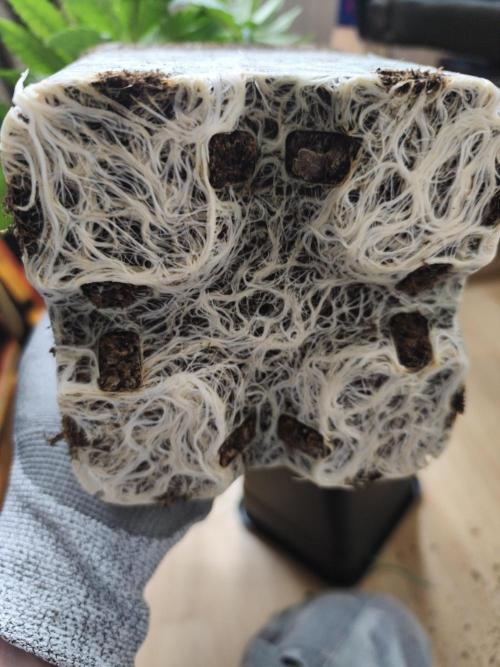 Frozen Black Cherry (Anesia Seeds). Week 5 - Day 37 