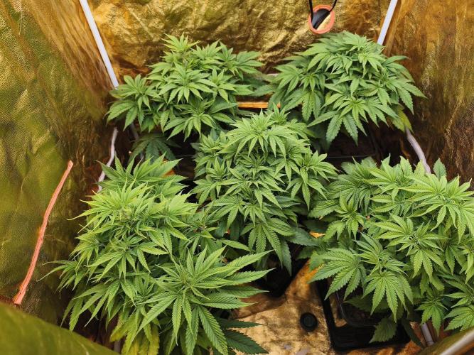 Frozen Black Cherry (Anesia Seeds). Week 5 - Day 37 