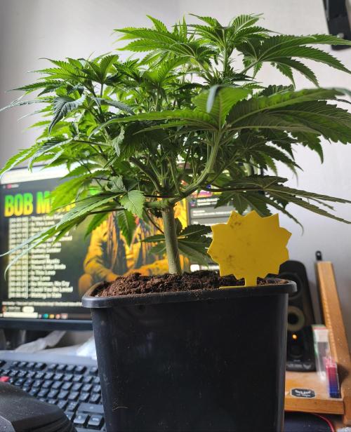 Frozen Black Cherry (Anesia Seeds). Week 6 - Day 39