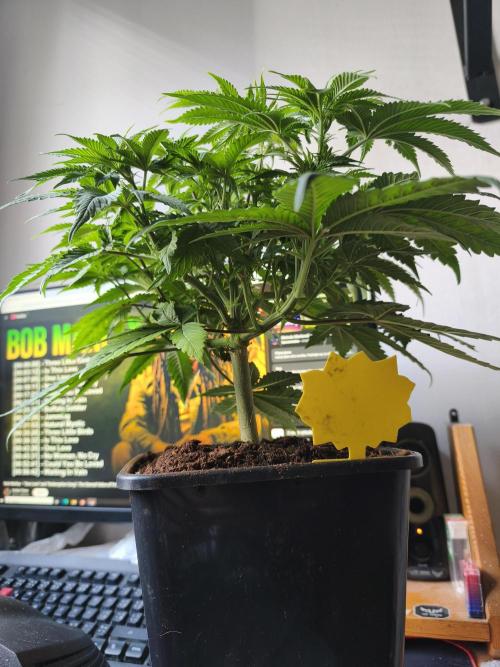 Frozen Black Cherry (Anesia Seeds). Week 6 - Day 39