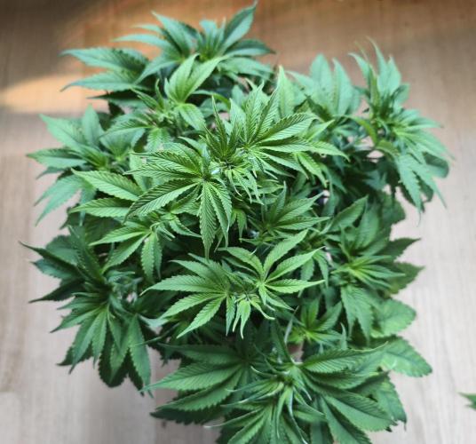 Frozen Black Cherry (Anesia Seeds). Week 6 - Day 39