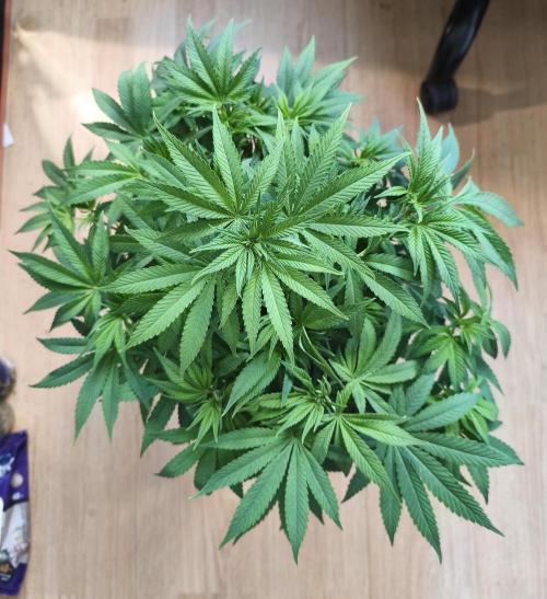 Frozen Black Cherry (Anesia Seeds). Week 7 - Day 47