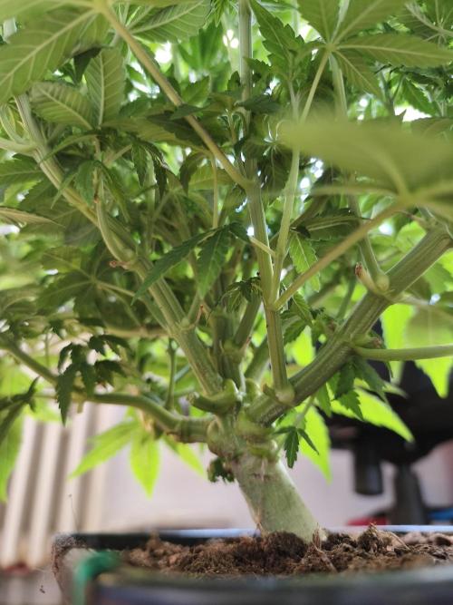 Frozen Black Cherry (Anesia Seeds). Week 7 - Day 47