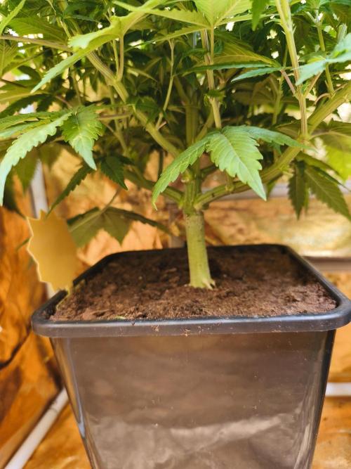 Frozen Black Cherry (Anesia Seeds). Week 7 - Day 47