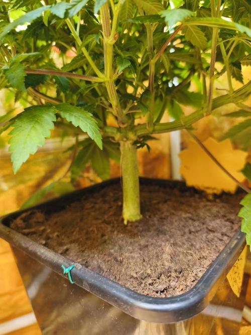 Frozen Black Cherry (Anesia Seeds). Week 7 - Day 47