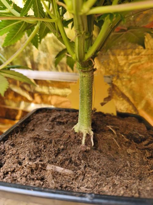 Frozen Black Cherry (Anesia Seeds). Week 7 - Day 47