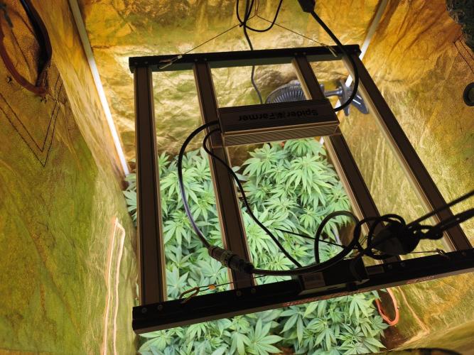 Frozen Black Cherry (Anesia Seeds). Week 7 - Day 47