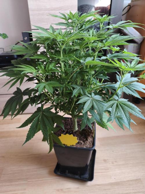 Frozen Black Cherry (Anesia Seeds). Week 8 - Day54