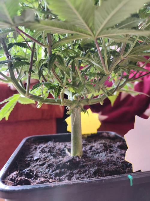 Frozen Black Cherry (Anesia Seeds). Week 8 - Day54 