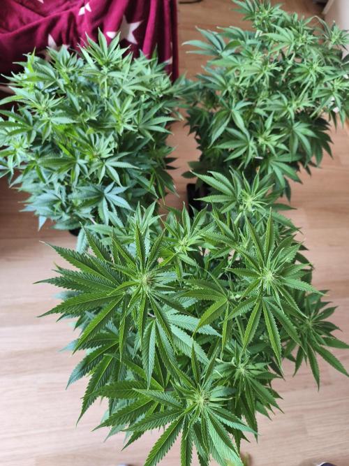 Frozen Black Cherry (Anesia Seeds). Week 8 - Day54 