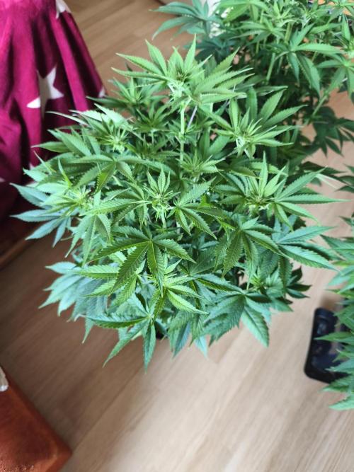 Frozen Black Cherry (Anesia Seeds). Week 8 - Day54 