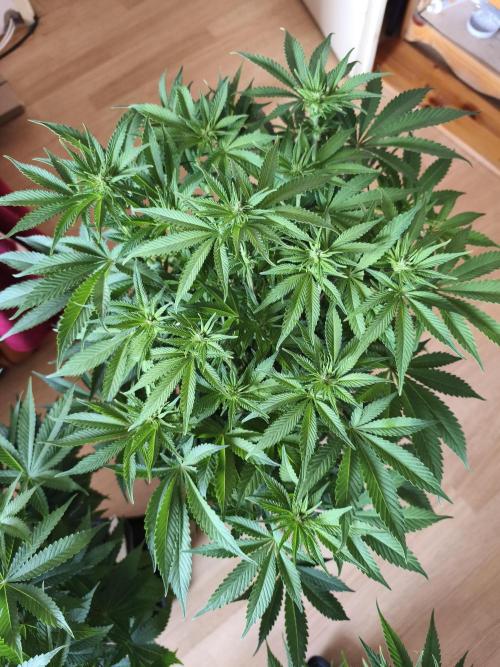 Frozen Black Cherry (Anesia Seeds). Week 8 - Day54 