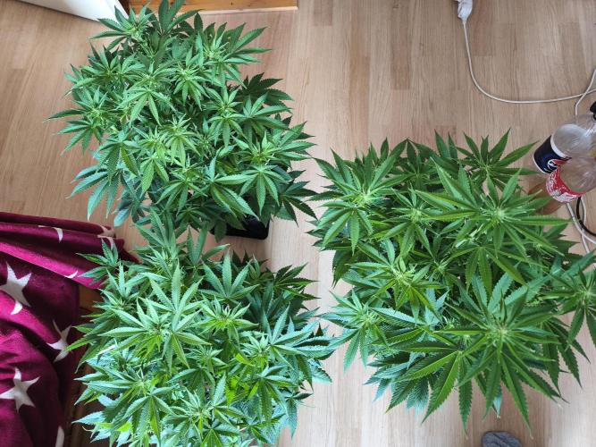 Frozen Black Cherry (Anesia Seeds). Week 8 - Day54 