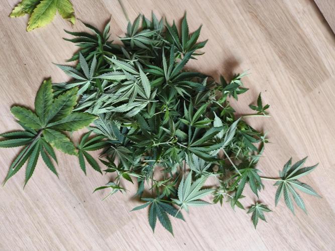 Frozen Black Cherry (Anesia Seeds). Week 8 - Day54 