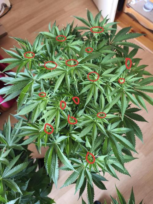 Frozen Black Cherry (Anesia Seeds). Week 8 - I counted 16 tops that are going to bloom beautifully. Just for info: no topping