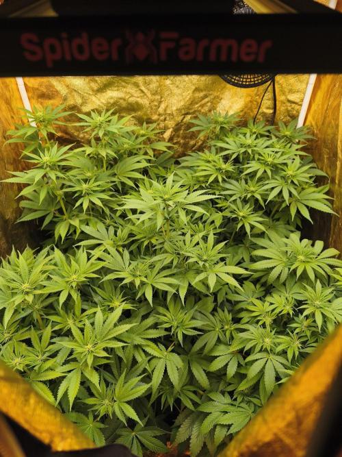 Frozen Black Cherry (Anesia Seeds). Week 8 - Day 56