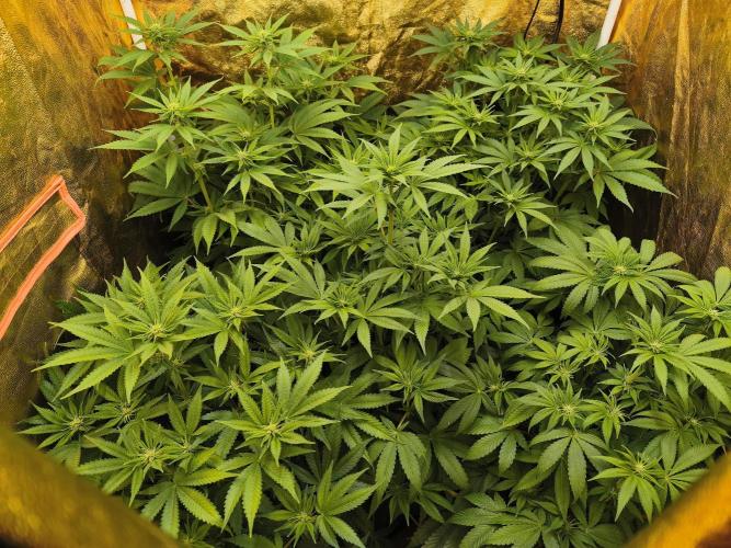 Frozen Black Cherry (Anesia Seeds). Week 8 - Day 56