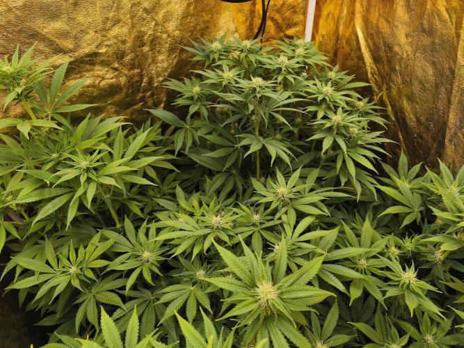 Frozen Black Cherry (Anesia Seeds). Week 9 - Day61 