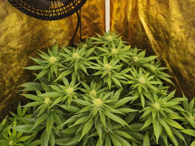 Frozen Black Cherry (Anesia Seeds). Week 9 - Day61 