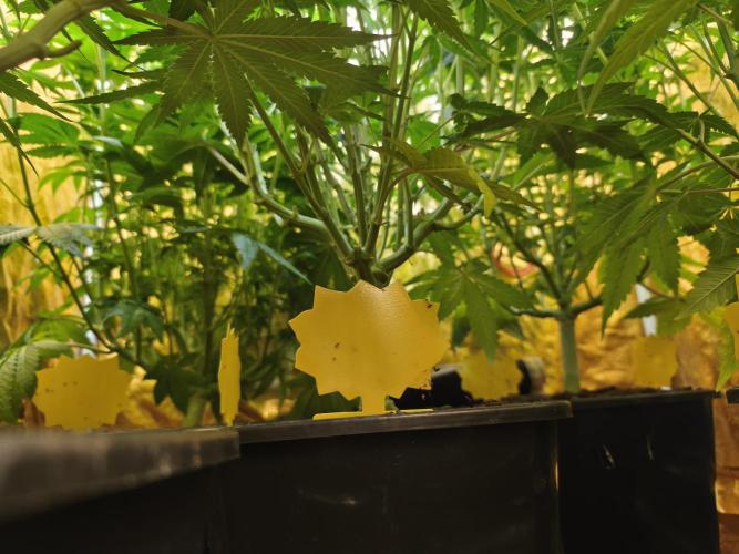 Frozen Black Cherry (Anesia Seeds). Week 9 - Day61 